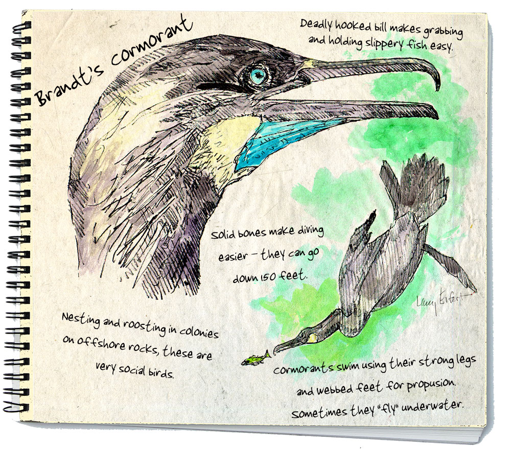 Brandt's Cormorant is one of three types of cormorant found in the Salish Sea.