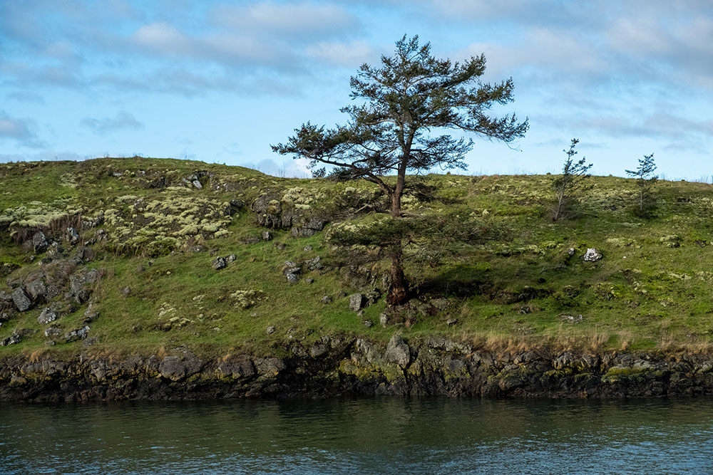 One of the scrappy trees on the wind-blown island on the west flank of Kimball Preserve
