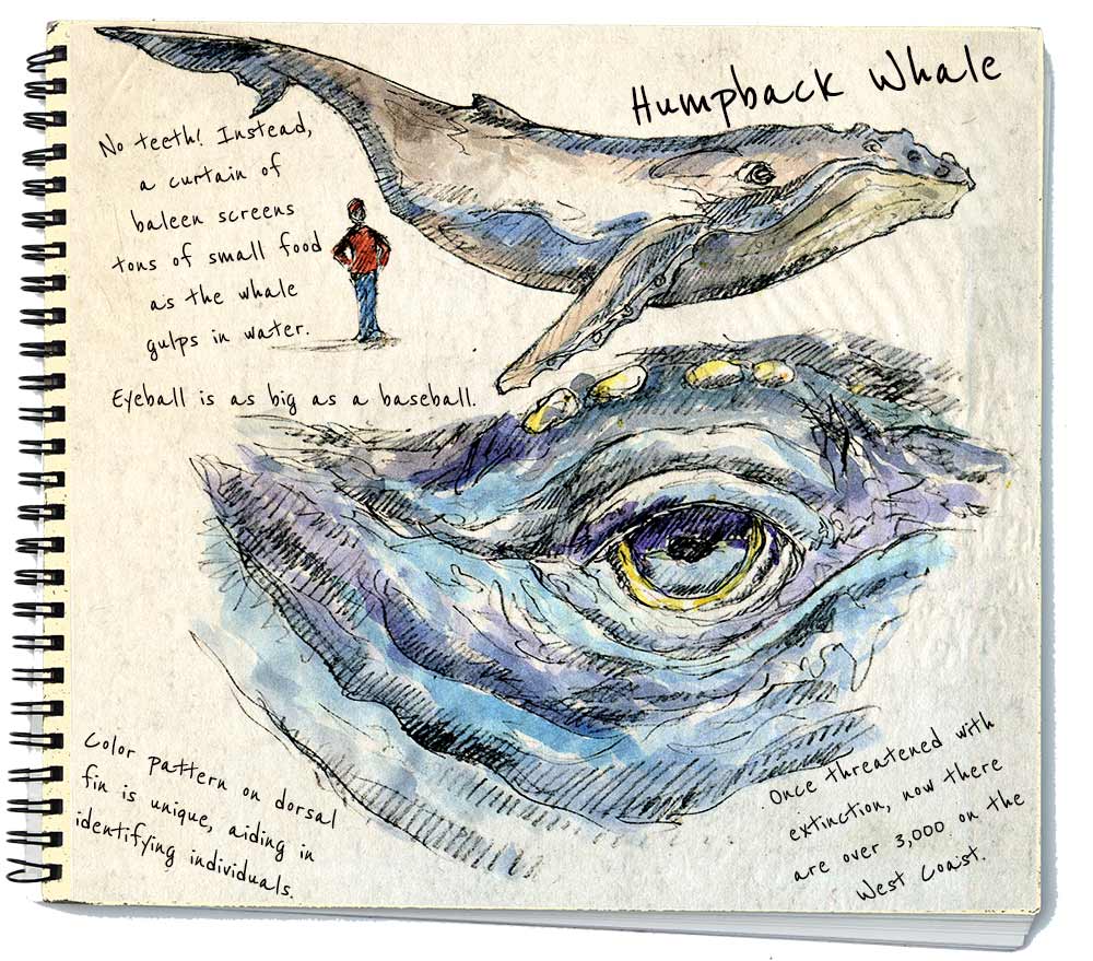Artist’s View: Humpback Whale
