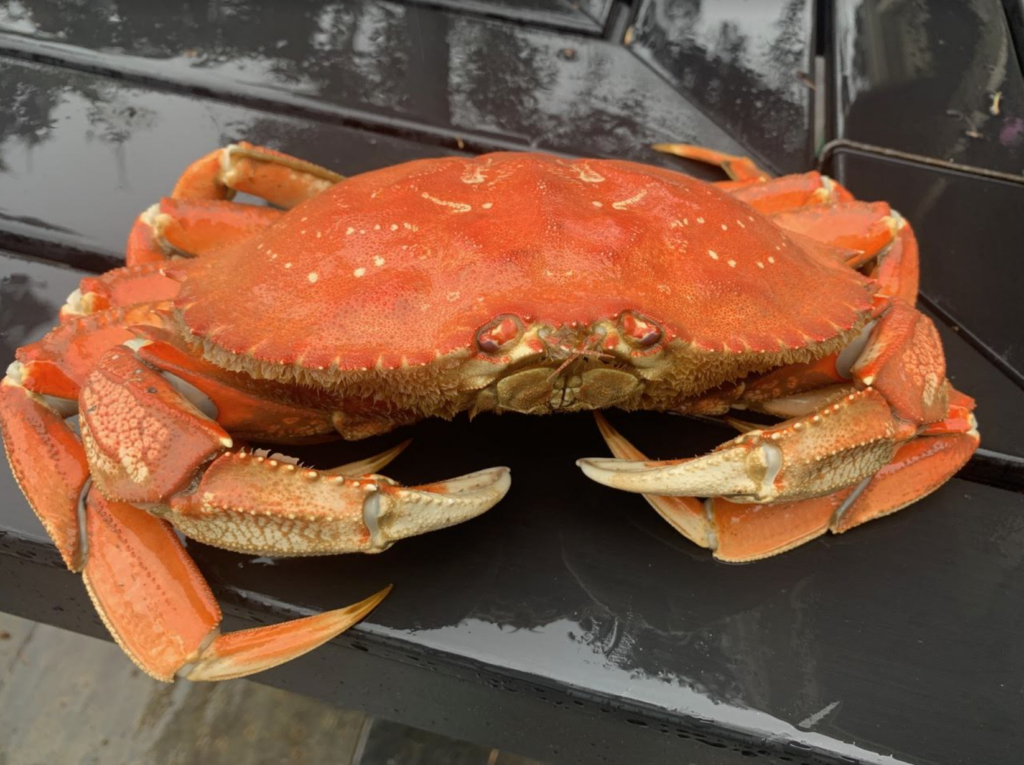 Learn How to Catch Dungeness Crab in Local PNW Waters 48° North