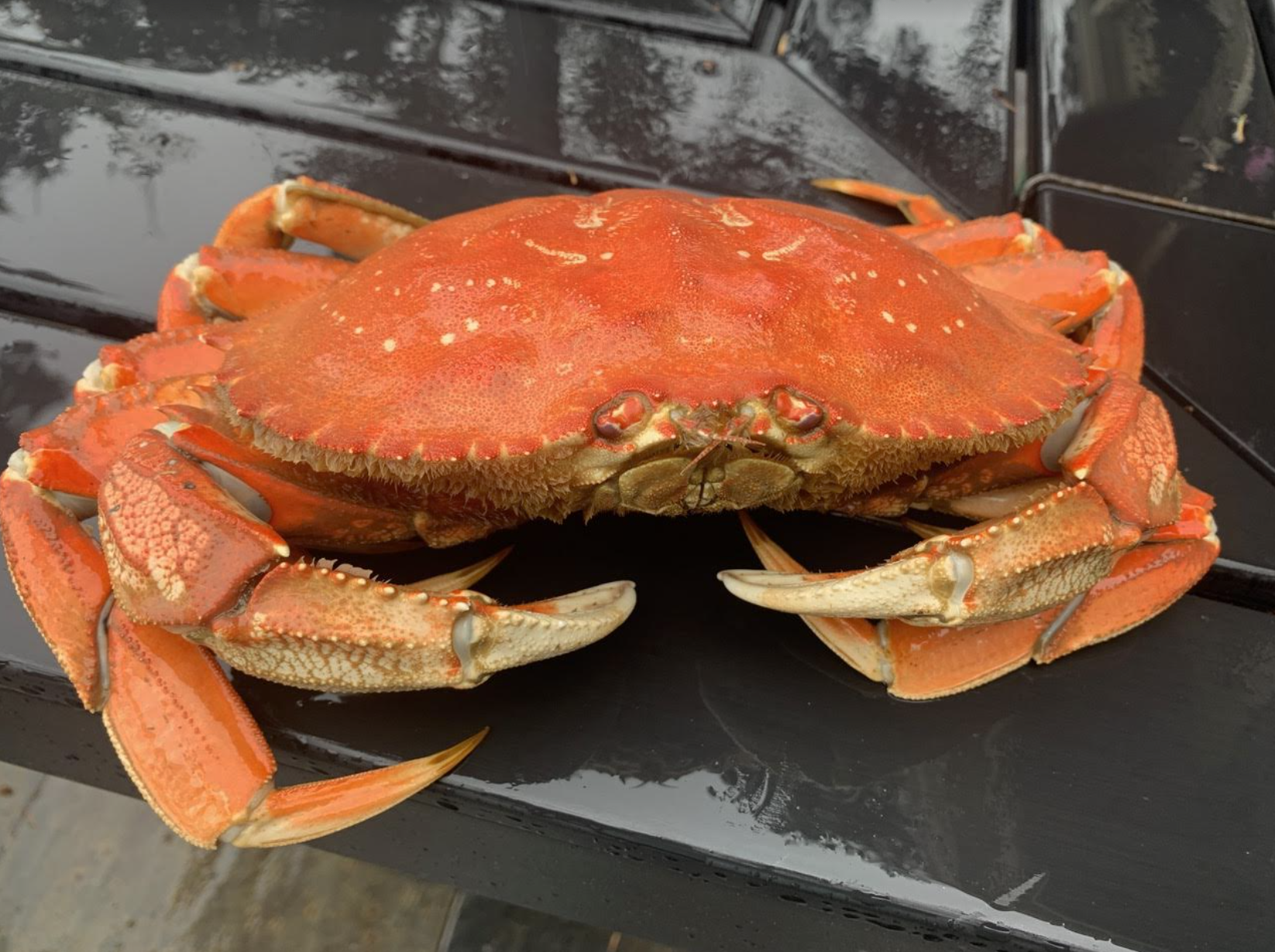 A Crash Course to Puget Sound Crabbing – Cascade Mountain Tech