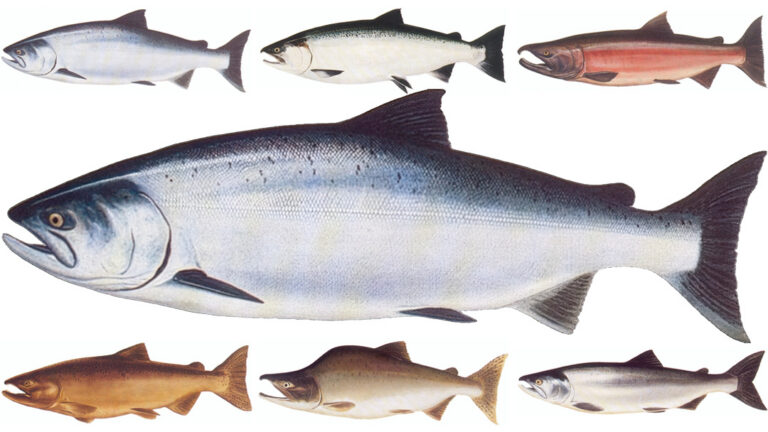 Hooked for Life: Seeking Salmon in the Salish Sea