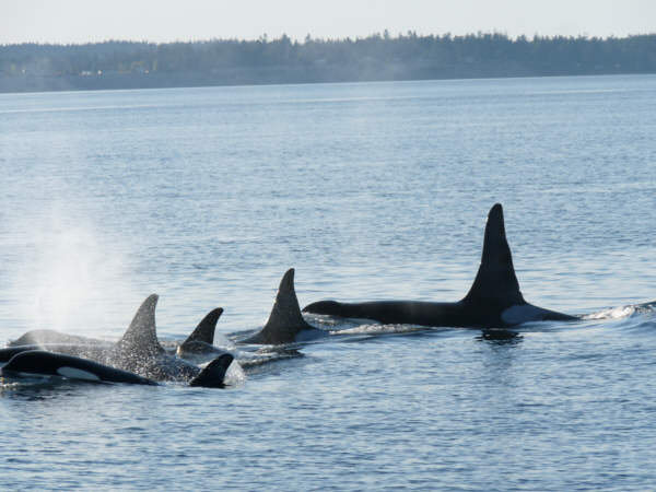 Boaters Encouraged to ‘Share the Water’ as Orcas Return to Puget Sound